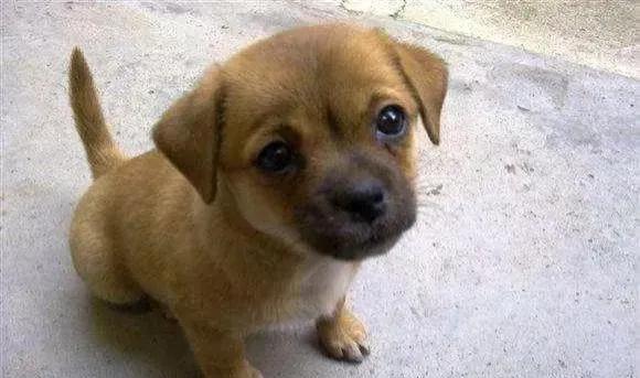 海龟网 狗狗仍然是人类的好朋友