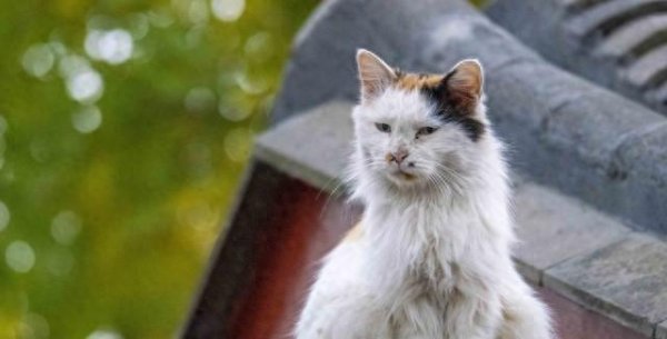 维嘉优配 养猫三年，我才知道自己是被“主子”捡走了？